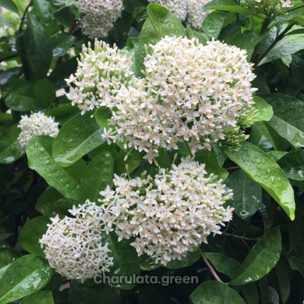 সাদা রঙ্গন