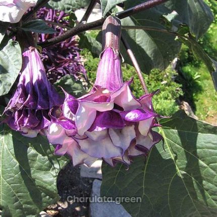 এঞ্জেল ট্র্যাম্পেড