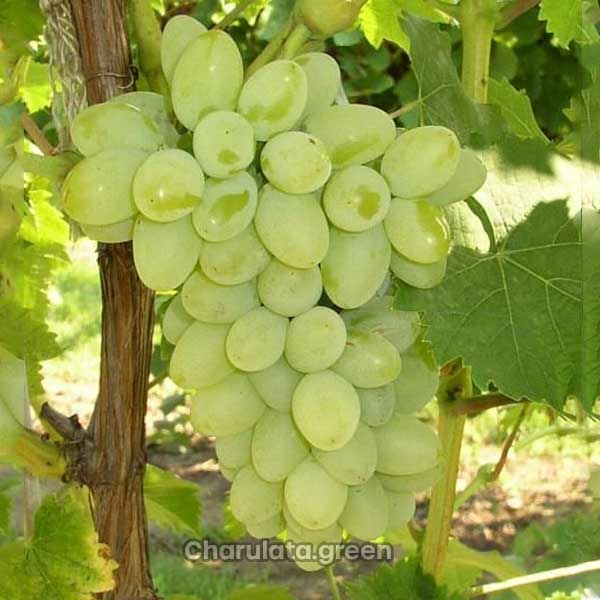 gr আঙ্গুর