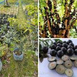 স্কারলেট জাবুটিকাবা