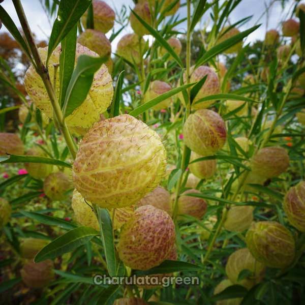 product2 বেলুন প্ল্যান্ট