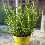 রোজমেরি