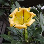 সোলান্ডা ফুল