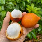 আচাচা কলমের গাছ - Image 2