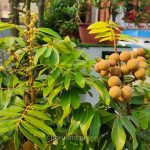 ফোর সিজন লংগান