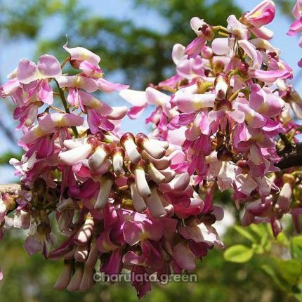 গ্লিরিসিডিয়া ফুল