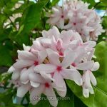 কপসিয়া ফুল গাছ