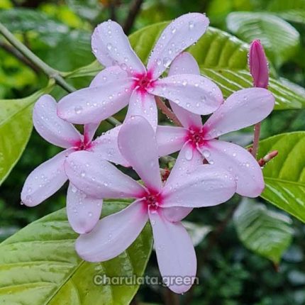 কপসিয়া ফুল গাছ