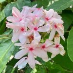 কপসিয়া ফুল গাছ