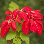 ডাবল প্যাটেল লাল মুসেন্ডা