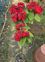 ডাবল প্যাটেল লাল মুসেন্ডা - Image 2