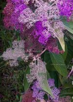 বিউটি বেরি