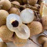 biew kiew longan