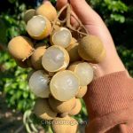 বিউ কিউ লঙ্গান ফল সহ গাছ (বাণিজ্যিক জাত) - Image 2