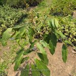 বিউ কিউ লঙ্গান ফল সহ গাছ (বাণিজ্যিক জাত) - Image 3
