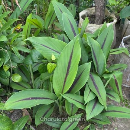 কালো হলুদ