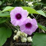 এলিফ্যান্ট ক্রিপার
