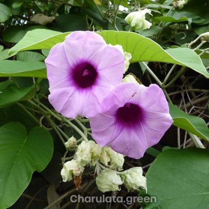 এলিফ্যান্ট ক্রিপার