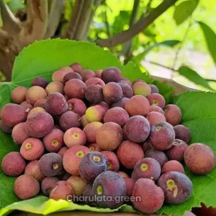ফলসা