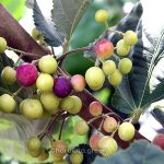 ফলসা - Image 2