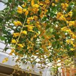 গোল্ডেন ক্যাসকেড