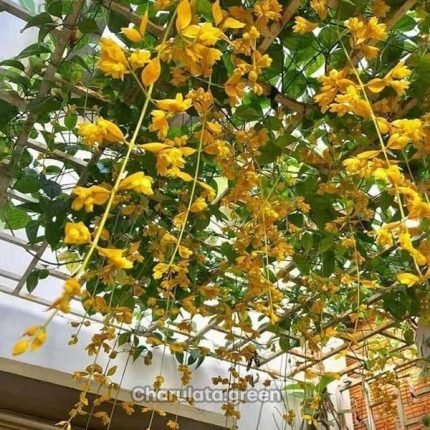 গোল্ডেন ক্যাসকেড