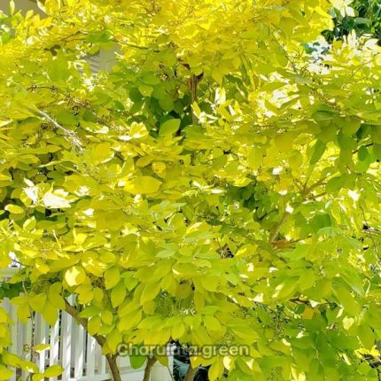 গোল্ডেন ডেসমোডিয়াম