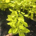 গোল্ডেন ডেসমোডিয়াম