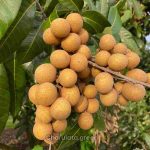 কোহালা লংগান