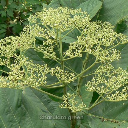 ঢোলসমুদ্র