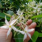 মালতী লতা