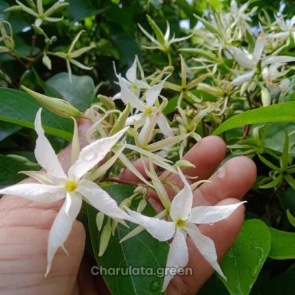 মালতী লতা