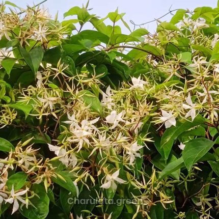 মালতী লতা