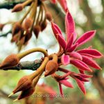 মহুয়া