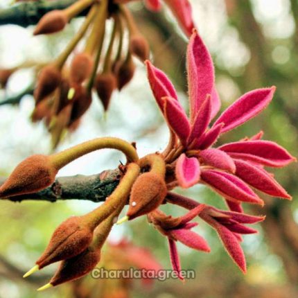 মহুয়া