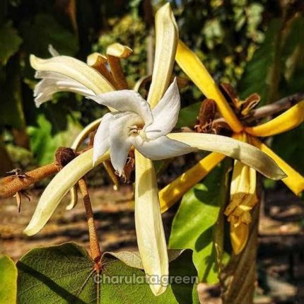 মুচকুন্দ চাঁপা