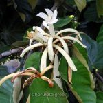 মুচকুন্দ চাঁপা