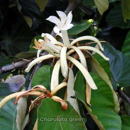 মুচকুন্দ চাঁপা