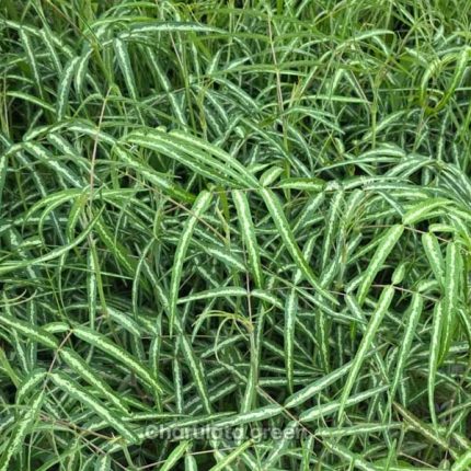 রাহু চন্ডাল গাছ