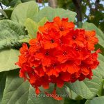 স্কারলেট কর্ডিয়া