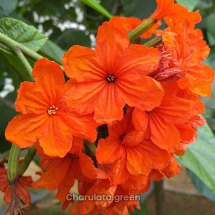 স্কারলেট কর্ডিয়া