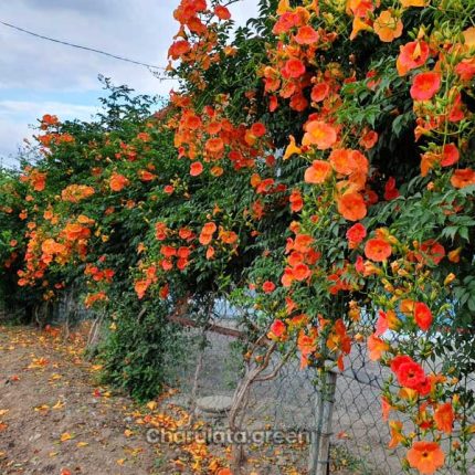 ট্রাম্পেট ভাইন