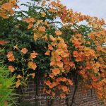 ট্রাম্পেট ভাইন